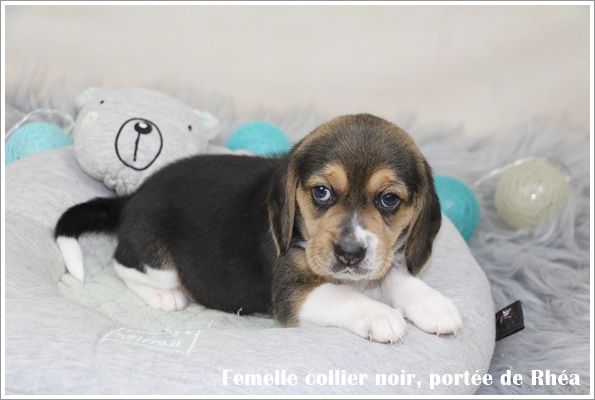 du clos du bonheur - Chiot disponible  - Beagle