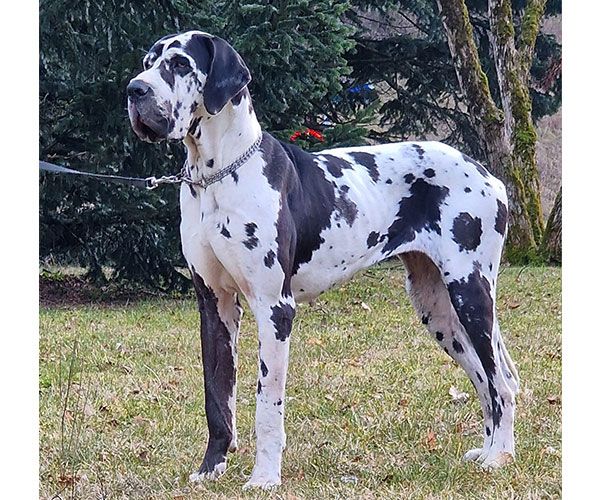 Les Dogue allemand de l'affixe du clos du bonheur