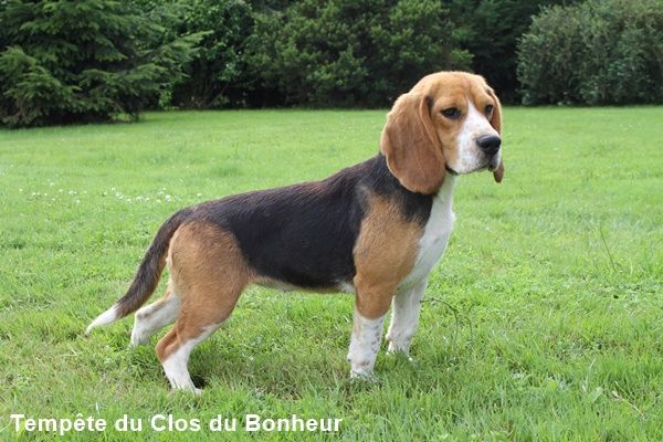 Tempête du clos du bonheur