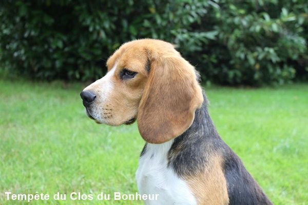 Tempête du clos du bonheur