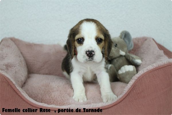 du clos du bonheur - Chiot disponible  - Beagle