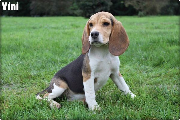 du clos du bonheur - Chiot disponible  - Beagle