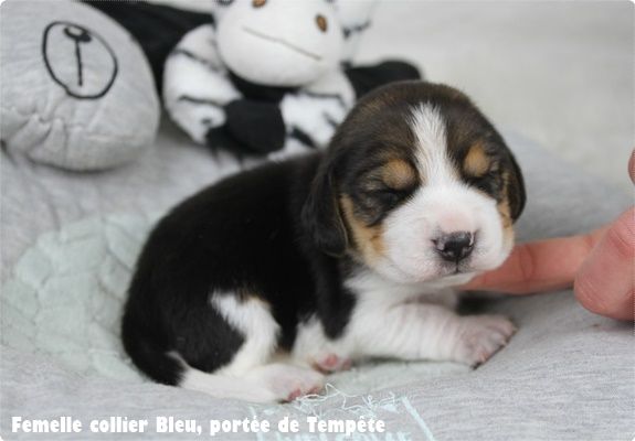 chiot Beagle du clos du bonheur