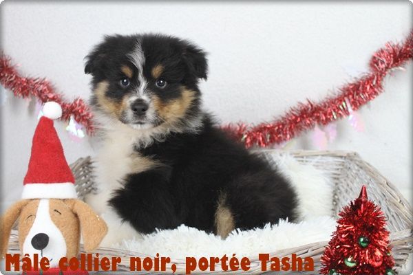 du clos du bonheur - Chiot disponible  - Berger Australien