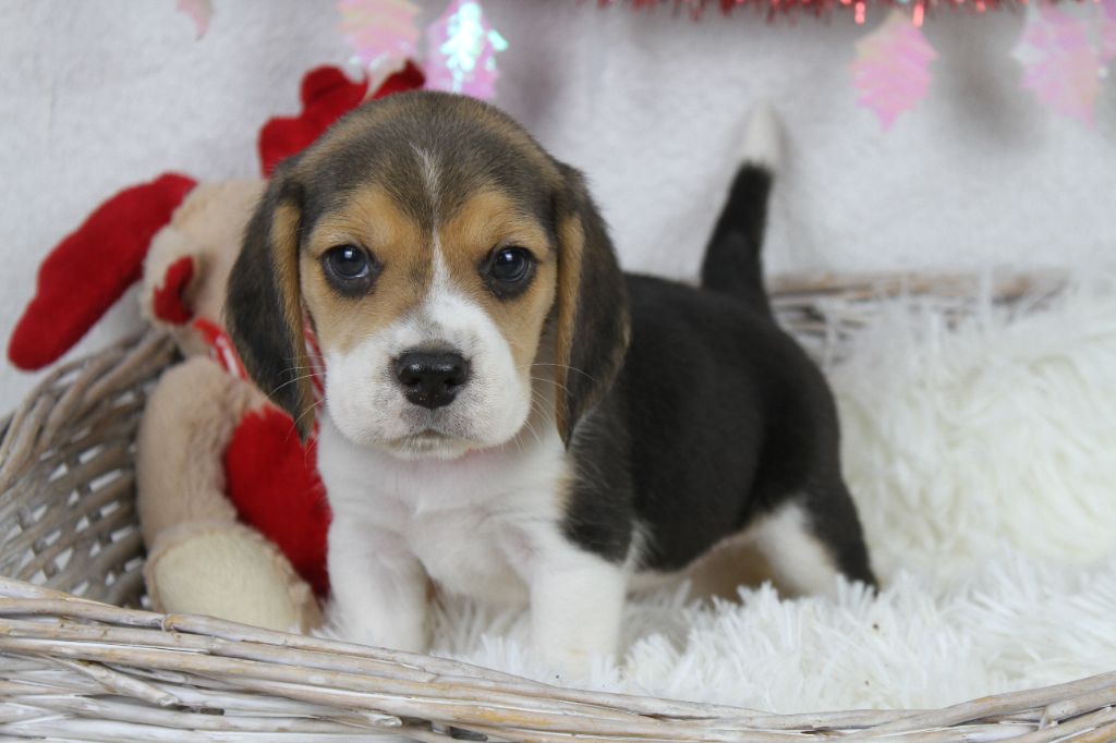 chiot Beagle du clos du bonheur