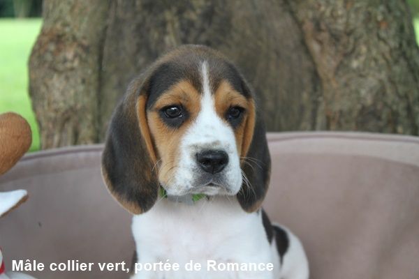 du clos du bonheur - Chiot disponible  - Beagle