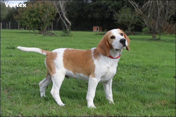 du clos du bonheur - Chiot disponible  - Beagle