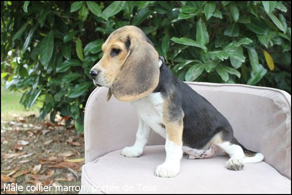 du clos du bonheur - Chiot disponible  - Beagle