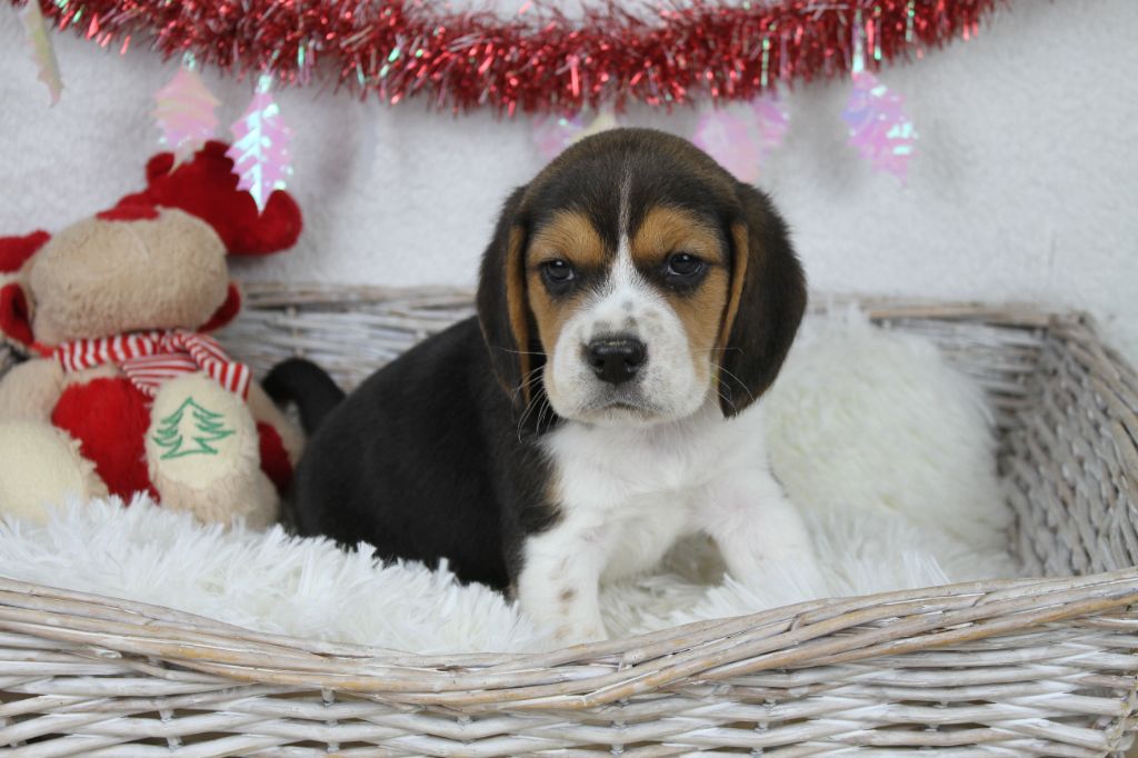 chiot Beagle du clos du bonheur