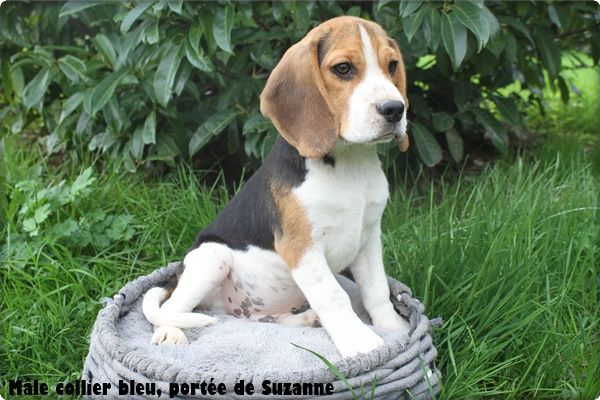 chiot Beagle du clos du bonheur