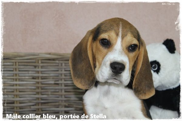 chiot Beagle du clos du bonheur