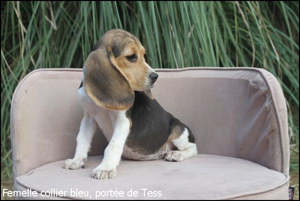 du clos du bonheur - Chiot disponible  - Beagle