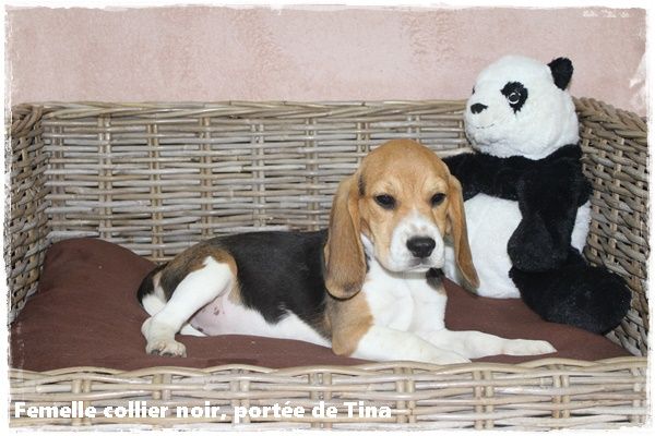 du clos du bonheur - Chiot disponible  - Beagle