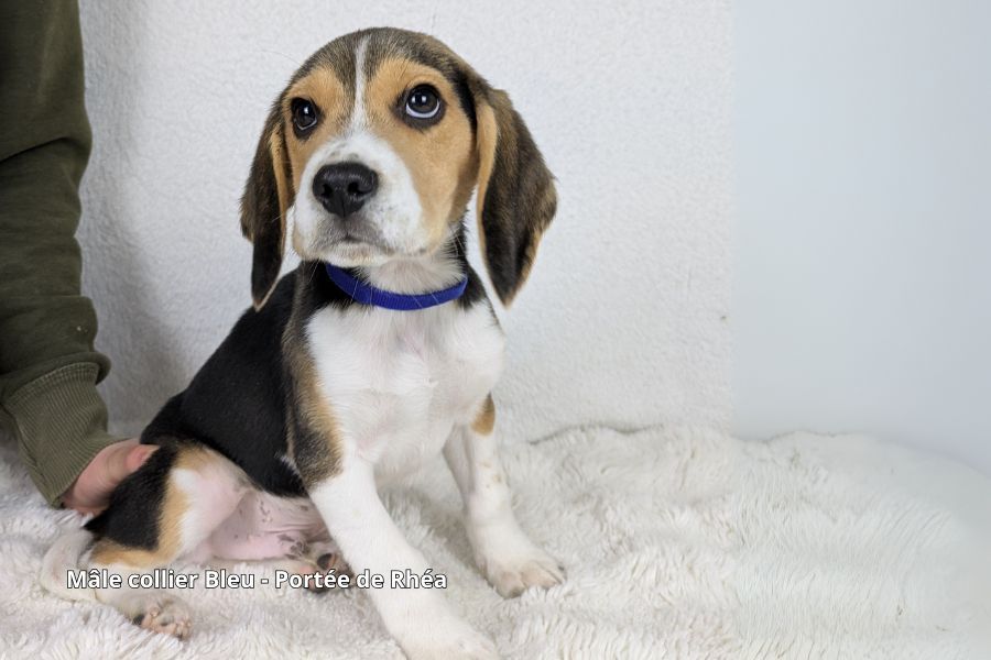 du clos du bonheur - Chiot disponible  - Beagle