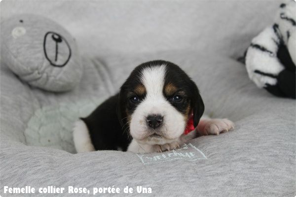 du clos du bonheur - Chiot disponible  - Beagle