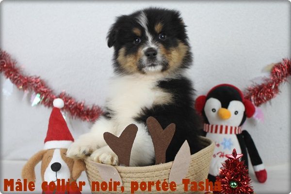 chiot Berger Australien du clos du bonheur