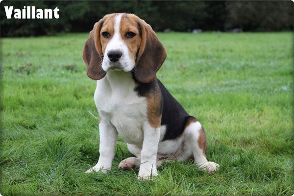 du clos du bonheur - Chiot disponible  - Beagle