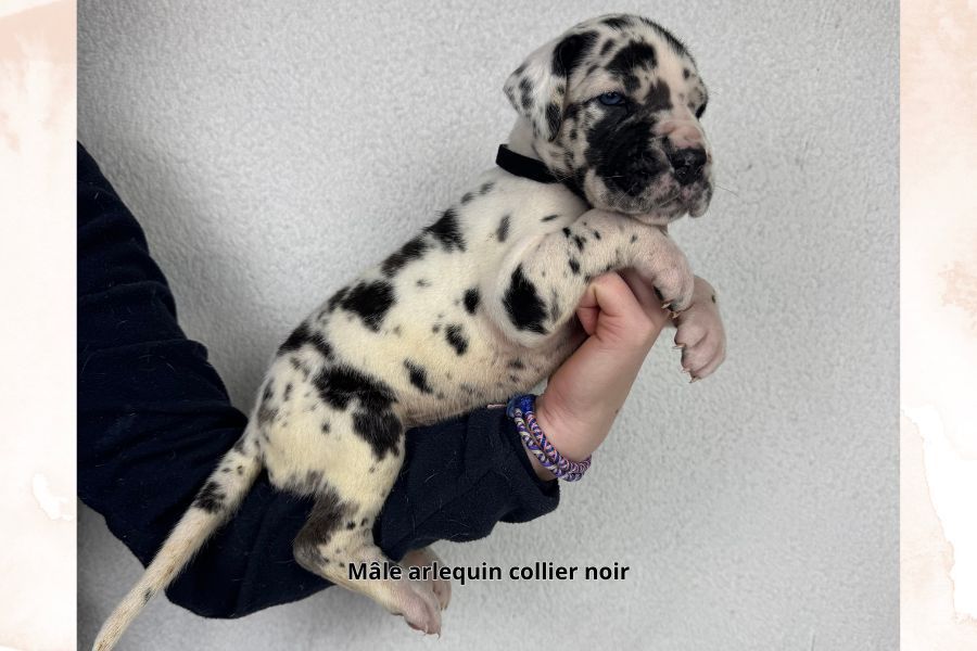 du clos du bonheur - Chiot disponible  - Dogue allemand