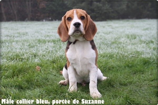 chiot Beagle du clos du bonheur