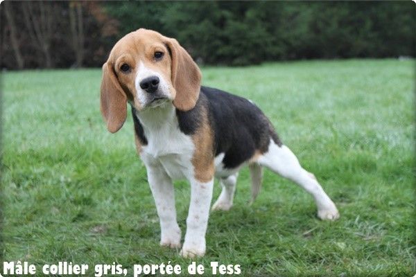 du clos du bonheur - Chiot disponible  - Beagle