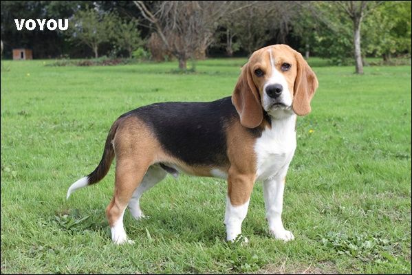 du clos du bonheur - Chiot disponible  - Beagle