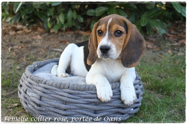 chiot Beagle du clos du bonheur