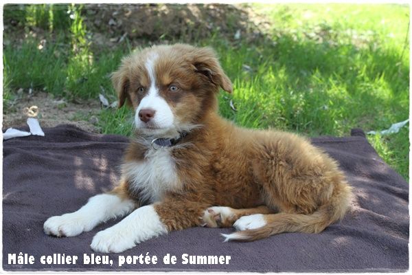 du clos du bonheur - Chiot disponible  - Berger Australien