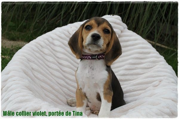 du clos du bonheur - Chiot disponible  - Beagle