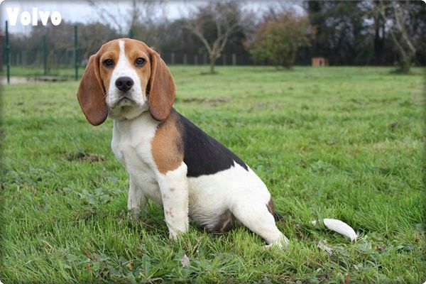 du clos du bonheur - Chiot disponible  - Beagle