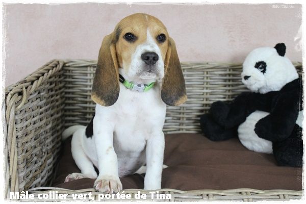 du clos du bonheur - Chiot disponible  - Beagle