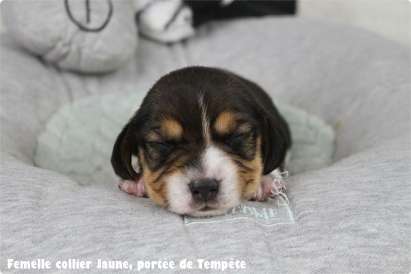 du clos du bonheur - Chiot disponible  - Beagle