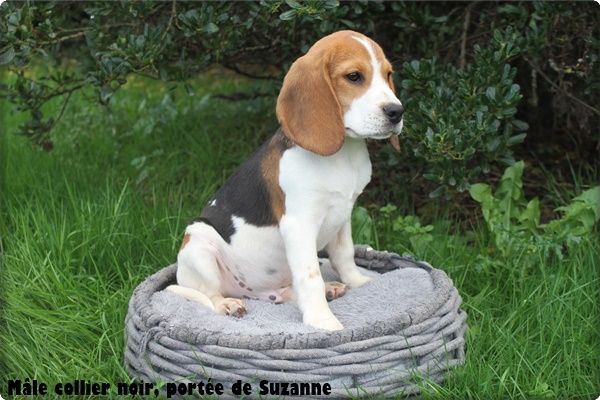 du clos du bonheur - Chiot disponible  - Beagle