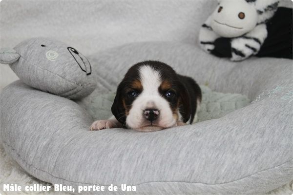 du clos du bonheur - Chiot disponible  - Beagle