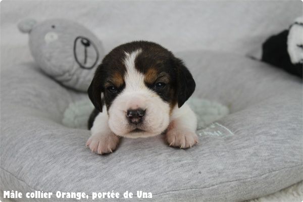 du clos du bonheur - Chiot disponible  - Beagle