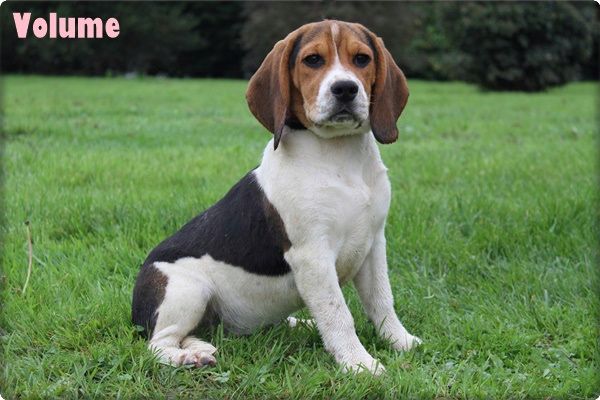 du clos du bonheur - Chiot disponible  - Beagle