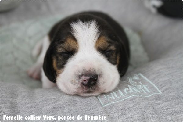 du clos du bonheur - Chiot disponible  - Beagle