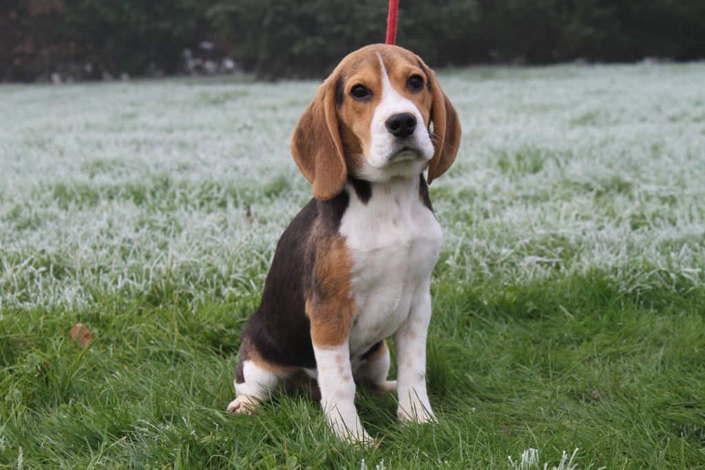 du clos du bonheur - Chiot disponible  - Beagle