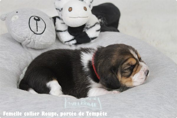 du clos du bonheur - Chiot disponible  - Beagle