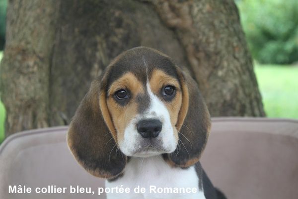 du clos du bonheur - Chiot disponible  - Beagle