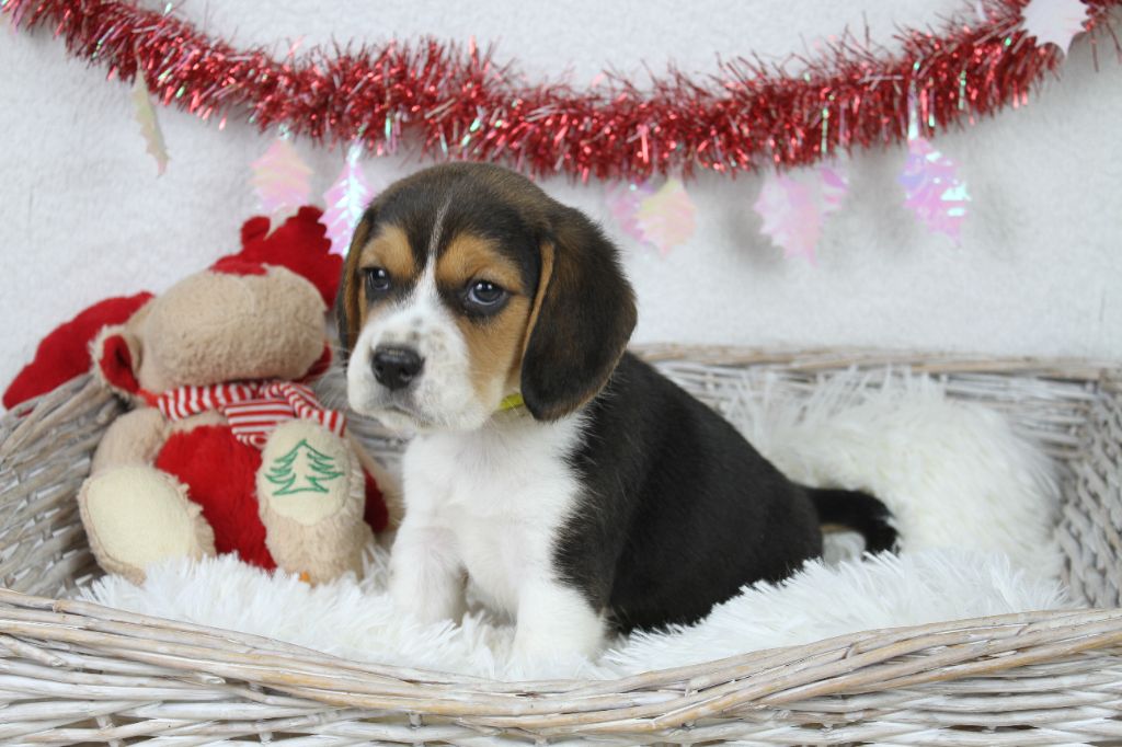 du clos du bonheur - Chiot disponible  - Beagle