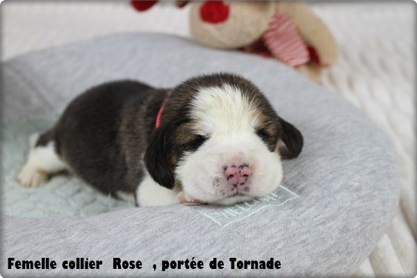 du clos du bonheur - Chiot disponible  - Beagle