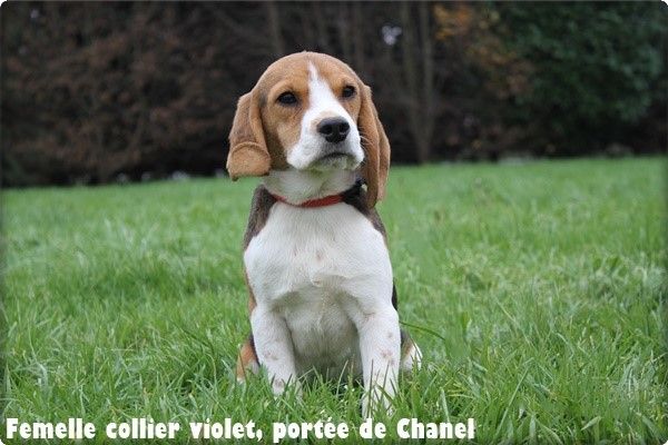 chiot Beagle du clos du bonheur