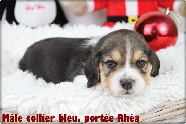 du clos du bonheur - Chiot disponible  - Beagle