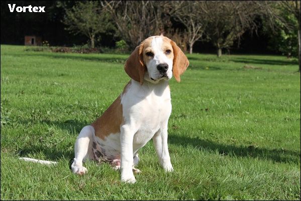 chiot Beagle du clos du bonheur