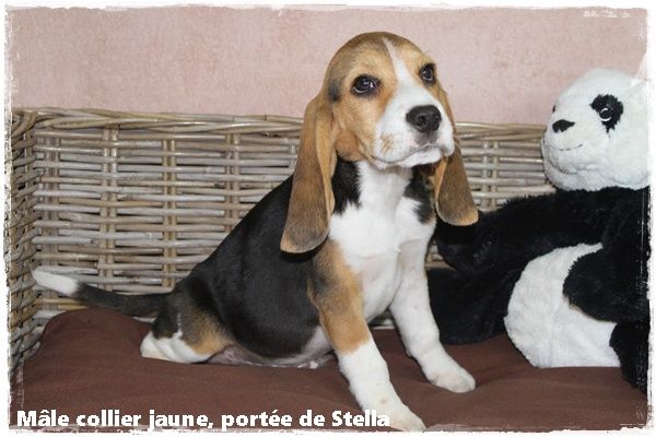 du clos du bonheur - Chiot disponible  - Beagle