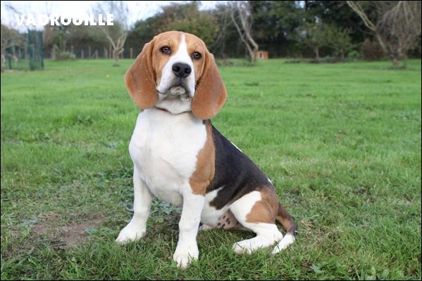 du clos du bonheur - Chiot disponible  - Beagle