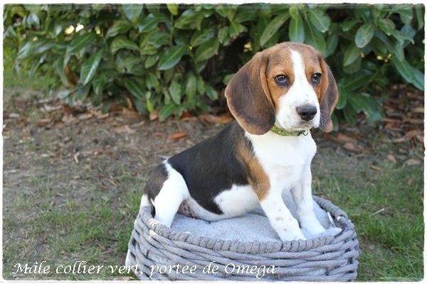 du clos du bonheur - Chiot disponible  - Beagle