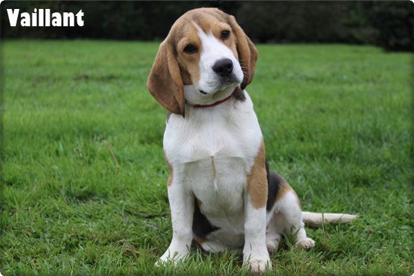 du clos du bonheur - Chiot disponible  - Beagle