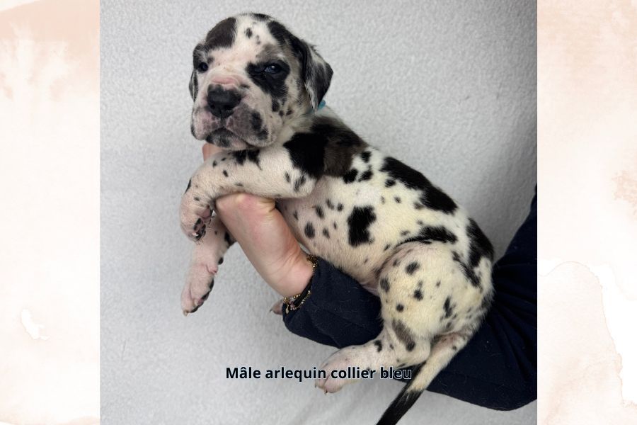 du clos du bonheur - Chiot disponible  - Dogue allemand