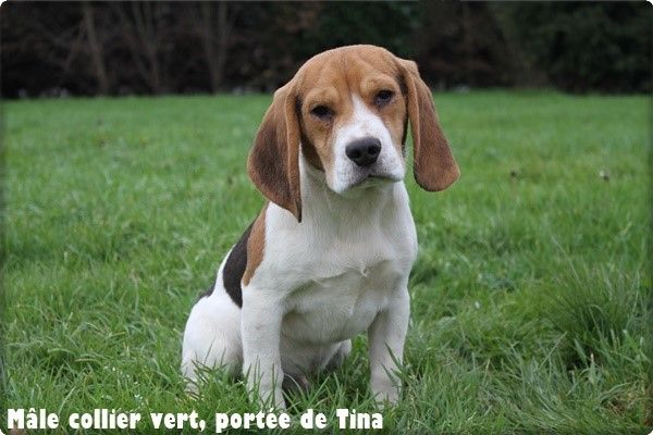 du clos du bonheur - Chiot disponible  - Beagle